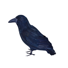 corvo piumato