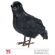 corvo in piume