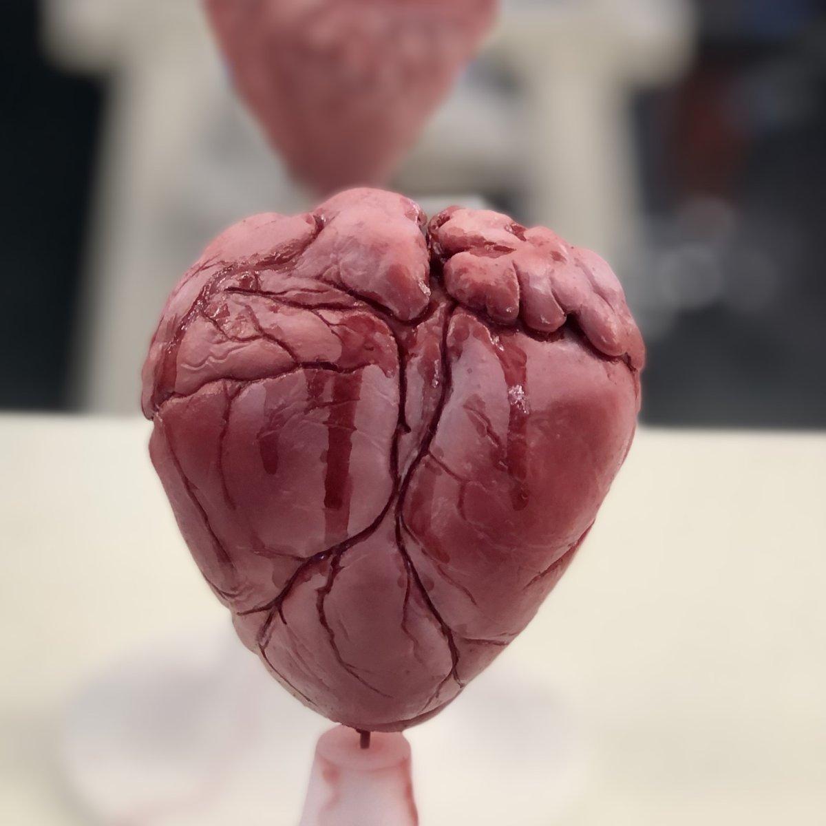 Cor-Mortis |<br />Replica Anatomica di Cuore Umano in Silicone