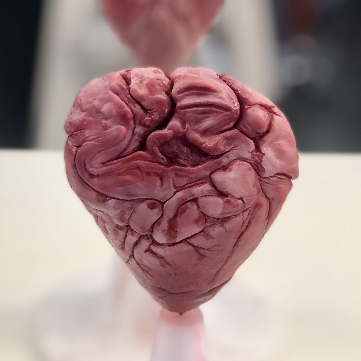 Cor-Mortis |<br />Replica Anatomica di Cuore Umano in Silicone